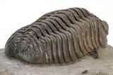 Multi-Toned Morocops Trilobite - Top Quality Specimen #221221-4
